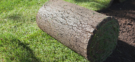 Рулонные и посевные газоны