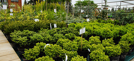 Садовый Центр